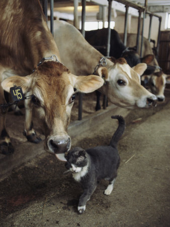 cow-cat-sisters